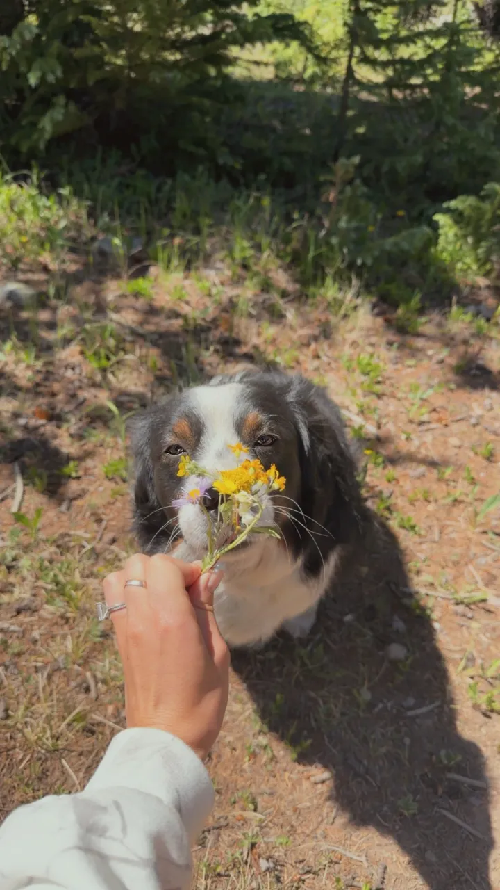 Emma’s dog sniffing a handful of wildflowers
